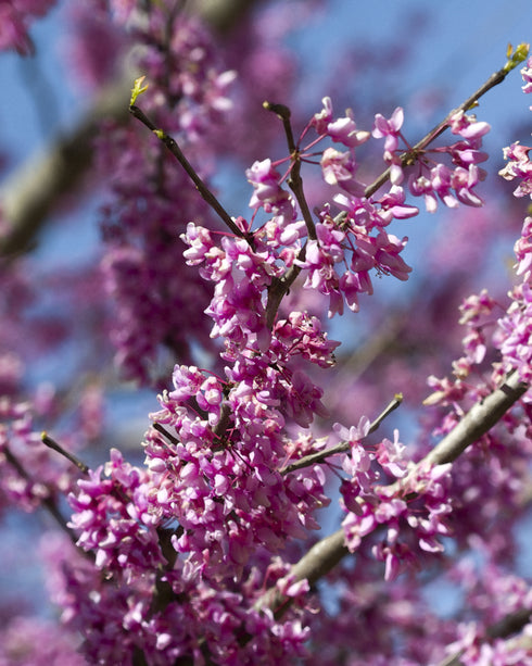 Eastern Redbud